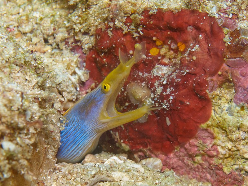 Ribbon Eel, Seulako Cave